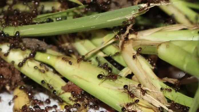 Dangerous Fire Ants Detected At Brisbane Soccer Fields