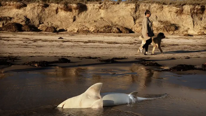Millions of Sea Creatures Killed in Australia’s Worst Algal Bloom