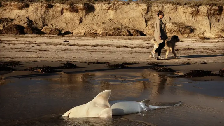 Millions of Sea Creatures Killed in Australia’s Worst Algal Bloom