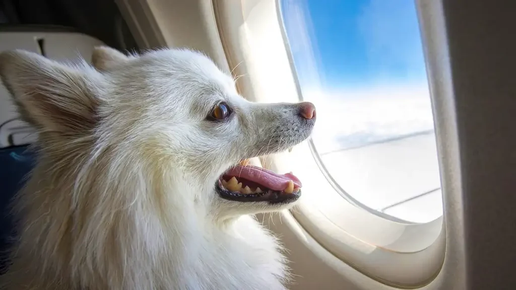 Virgin Expands Pet-Friendly Flights From Adelaide