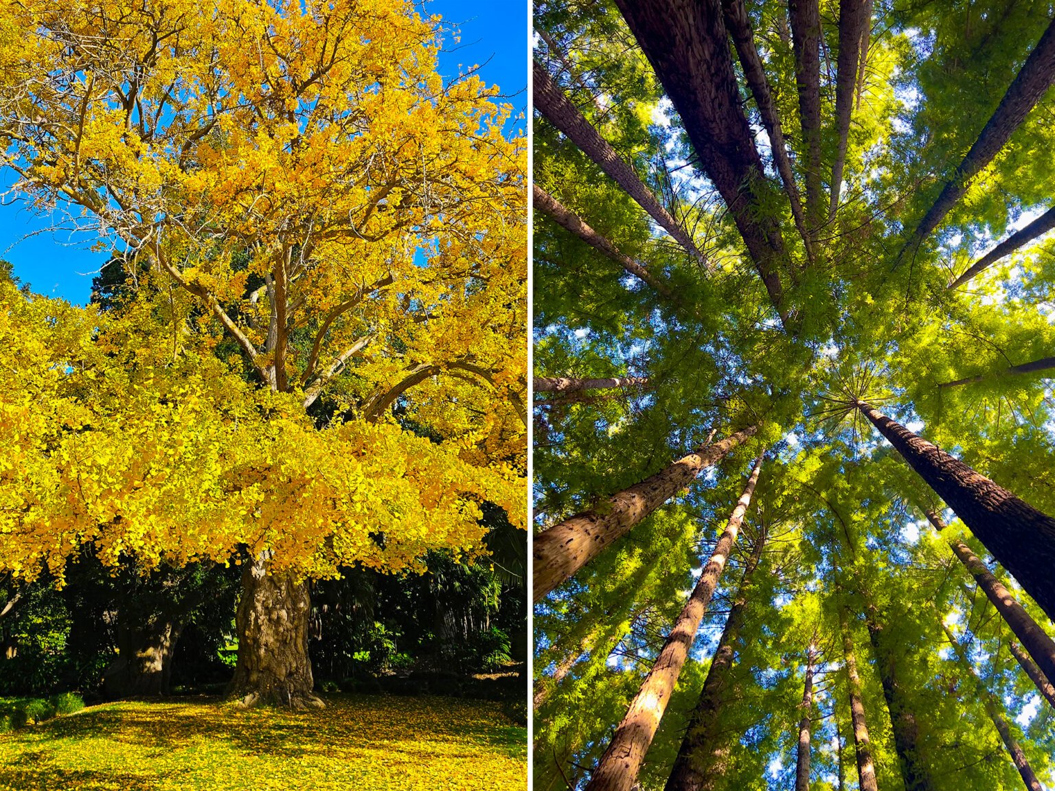 Nine trees shortlisted for Victoria’s Tree of the Year