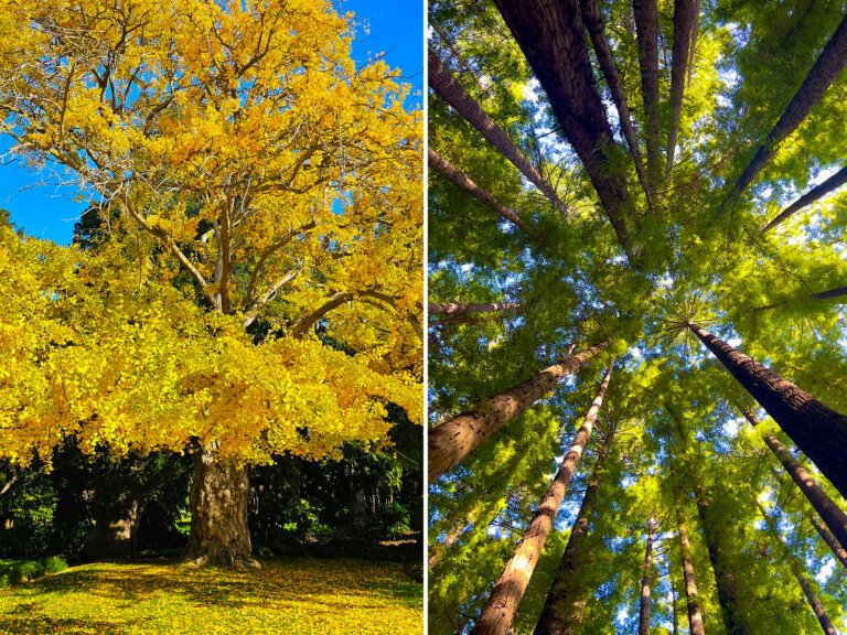 Nine trees shortlisted for Victoria’s Tree of the Year