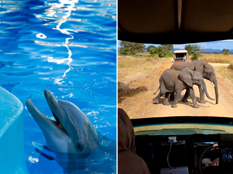 AI helps scientists study animal communication