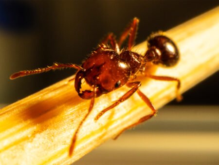 Fire Ant Biosecurity Order Covers Two Kilometres Around Sydney Freight Hub A biosecurity order covers a two-kilometre zone around Sydney’s Enfield freight centre after red imported fire ants were detected.